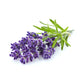Lavender - Cosmetic Grade Oil
