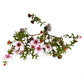 Manuka Essential Oil 5% Triketones