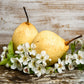 Pear Blossom Natural Fragrance