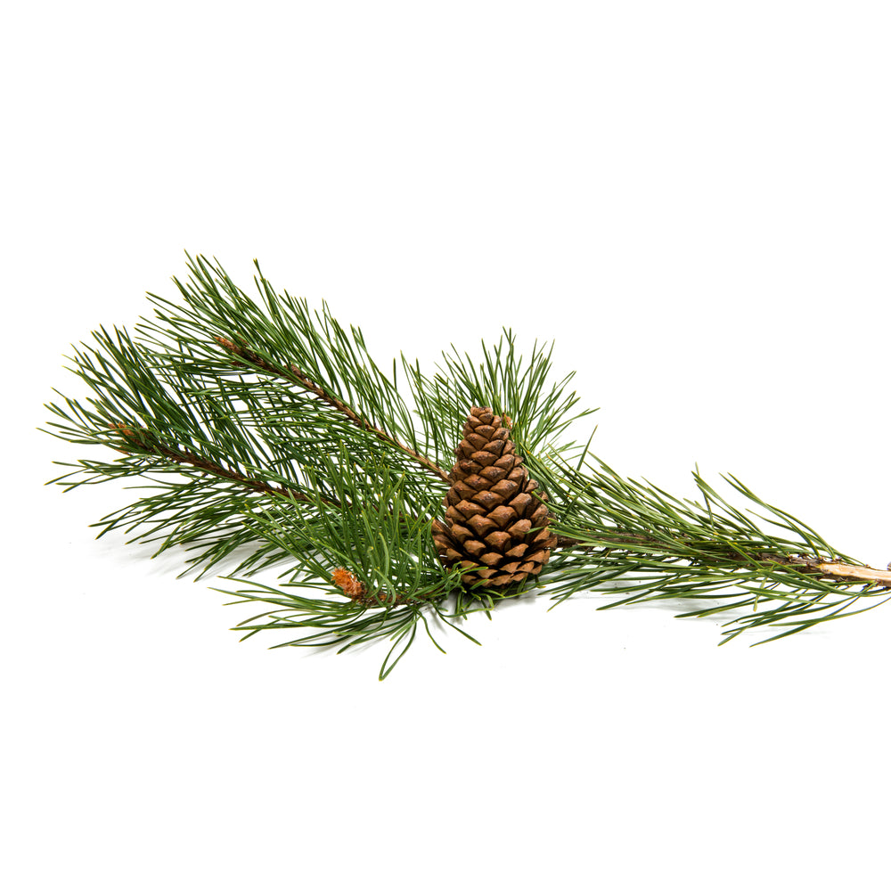 Pine Essential Oil