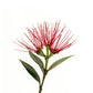 PlantæDerMX® Pohutukawa Bark Extract