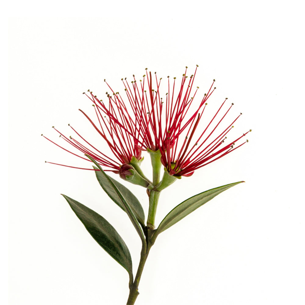 PlantæDerMX® Pohutukawa Bark Extract