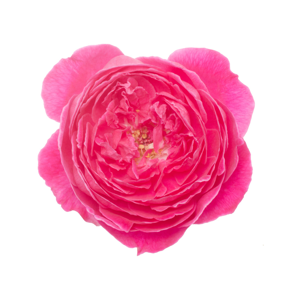 Rose Essential Oil's