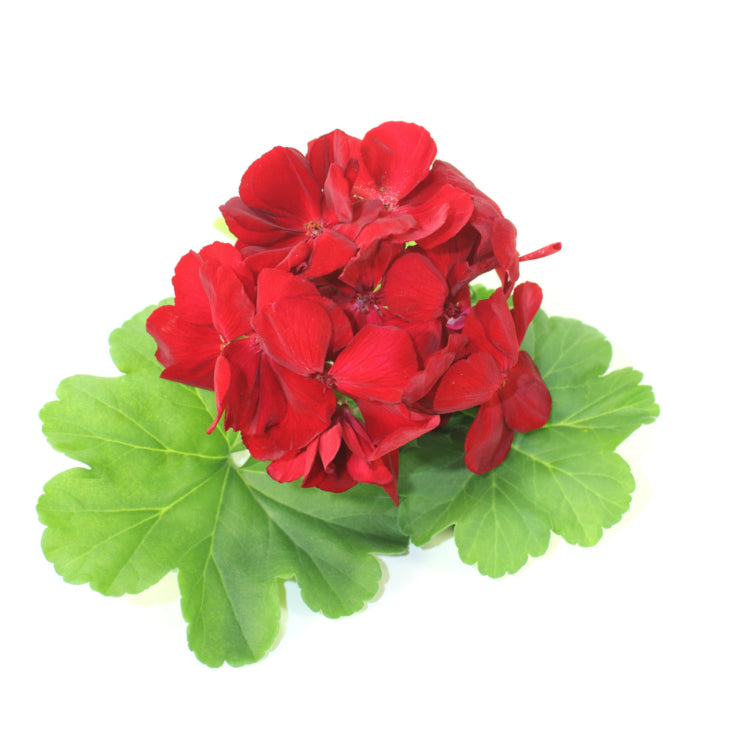 Rose Geranium Essential Oil