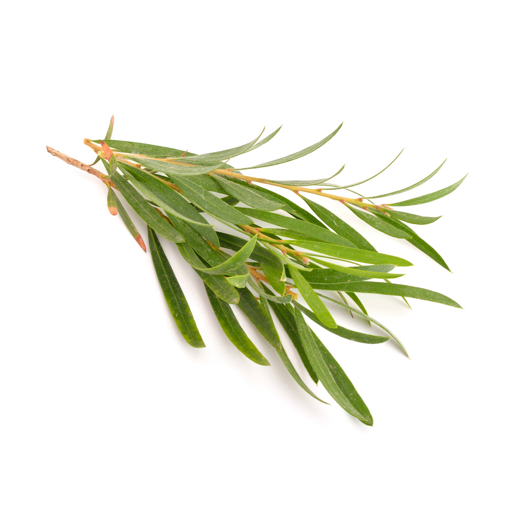 Tea Tree Essential Oil