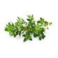 Thyme, Red Essential Oil