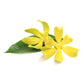 Ylang Ylang Essential Oil