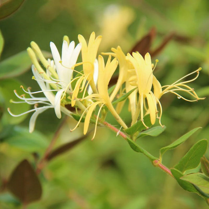 Honeysuckle Jasmine Fragrance PureNature NZ