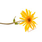 Arnica Cellular Extract
