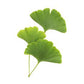Ginkgo Biloba Cellular Extract