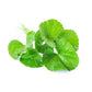 Gotu Kola Cellular Extract