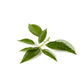 White camphor essential oil in a glass bottle, showcasing the pure natural product from purenaturenz.