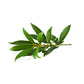 Purenaturenz Bay Laurel Essential Oil bottle with fresh bay laurel berries on a wooden surface, showcasing natural herbal extract.