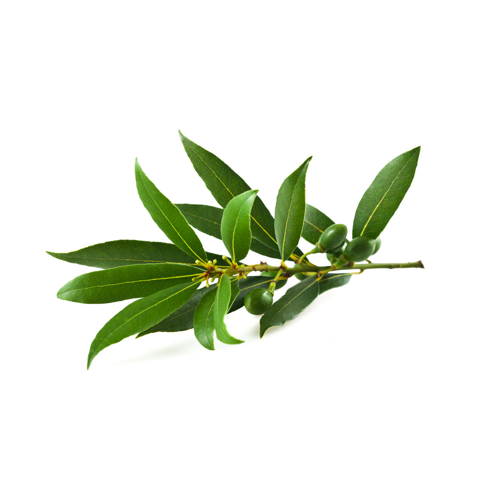 Purenaturenz Bay Laurel Essential Oil bottle with fresh bay laurel berries on a wooden surface, showcasing natural herbal extract.