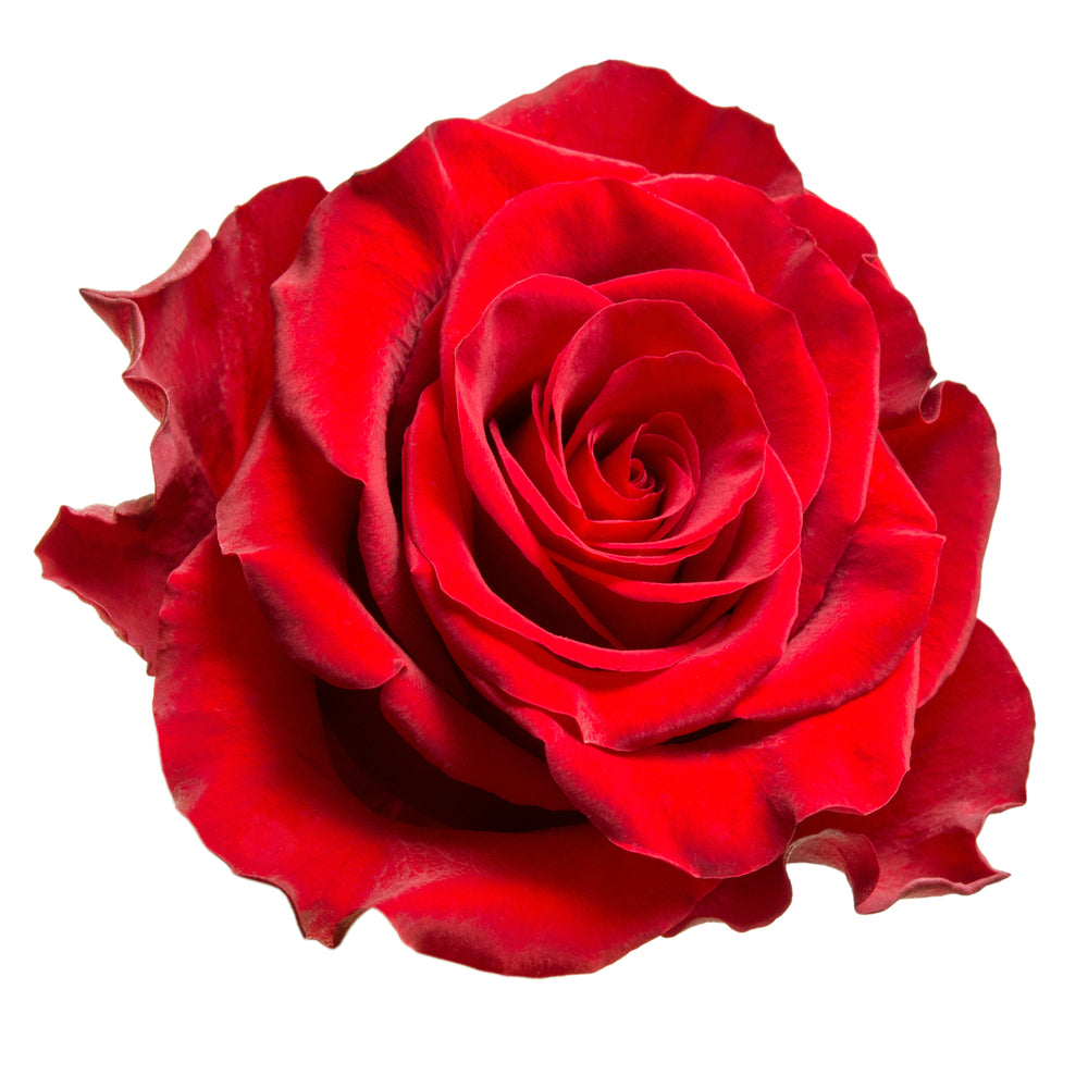 French Rose cosmetic grade essential oil in a glass bottle, featuring a fresh rose flower for natural skincare use