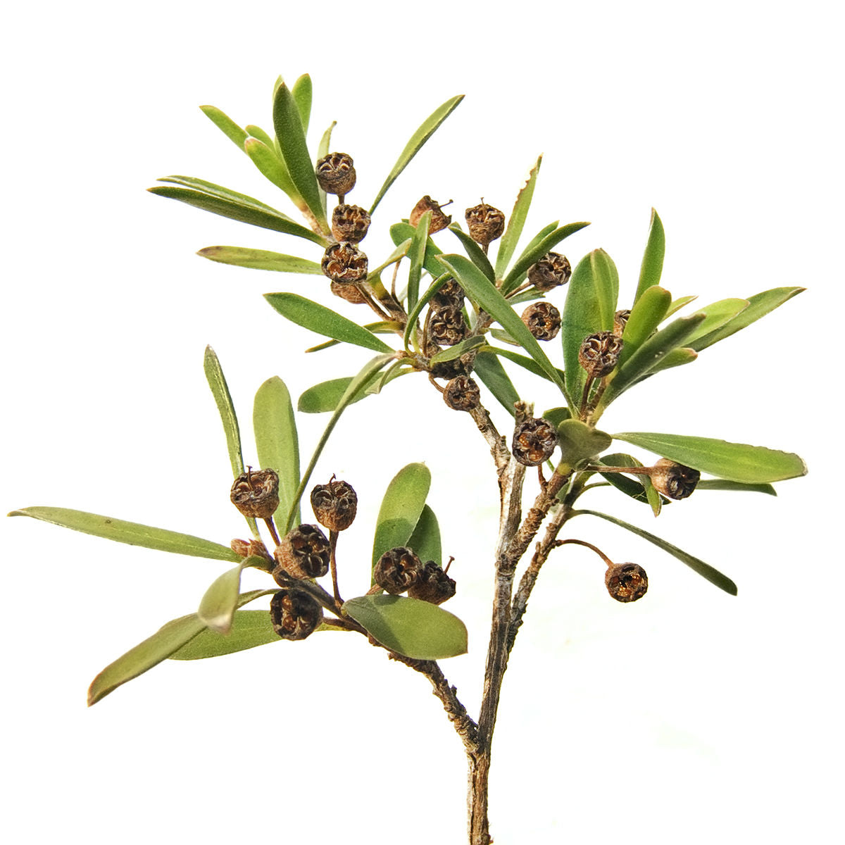Purenaturenz Kunzea Ambigua essential oil bottle with fresh leaves, highlighting natural botanical product for aromatherapy and wellness.