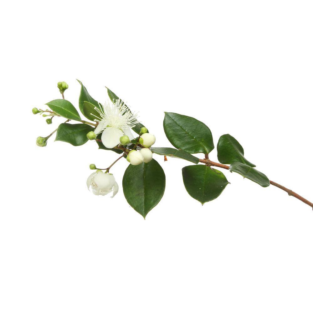 Lemon Myrtle essential oil from purenaturenz, featuring a clear glass bottle and fresh lemon myrtle leaves in the image.