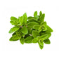 Bottle of purenaturenz Marjoram Essential Oil with sprig of marjoram herbs on a white background.