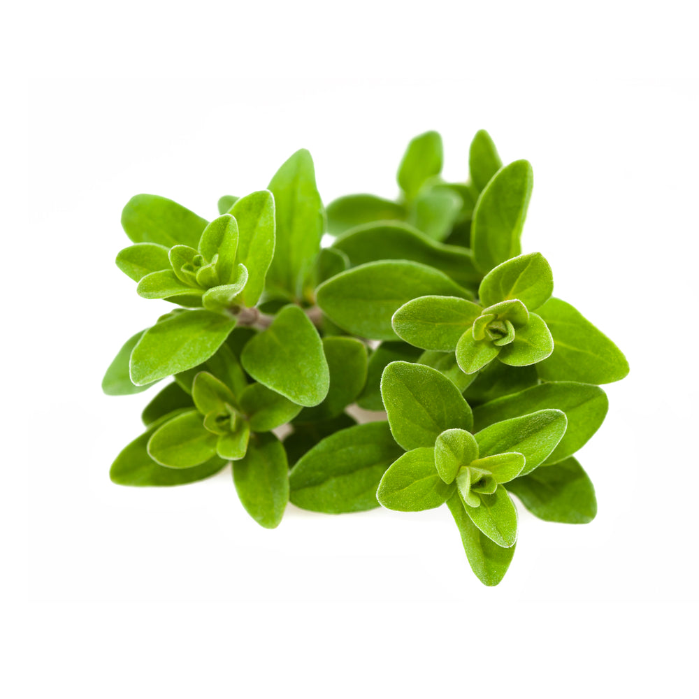 Bottle of purenaturenz Marjoram Essential Oil with sprig of marjoram herbs on a white background.