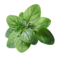 Purenaturenz oregano essential oil bottle with label, natural herbal supplement in a dark glass bottle on a white background.