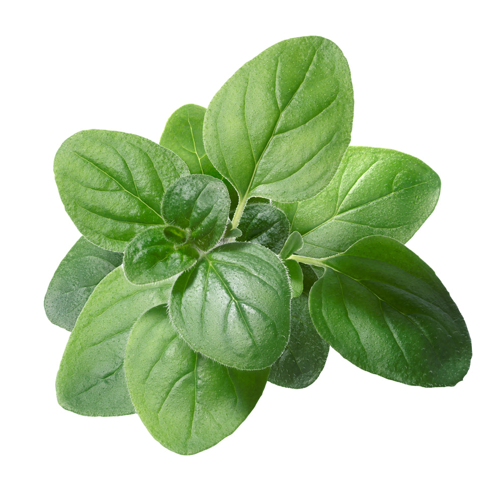 Purenaturenz oregano essential oil bottle with label, natural herbal supplement in a dark glass bottle on a white background.