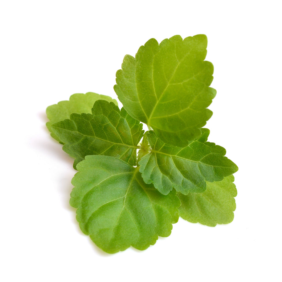 Bottle of purenaturenz Patchouli Essential Oil with a dark glass container and natural label for aromatherapy and skincare.