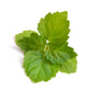 Organic patchouli essential oil in a glass bottle, highlighting natural, earthy aroma from purenaturenz.