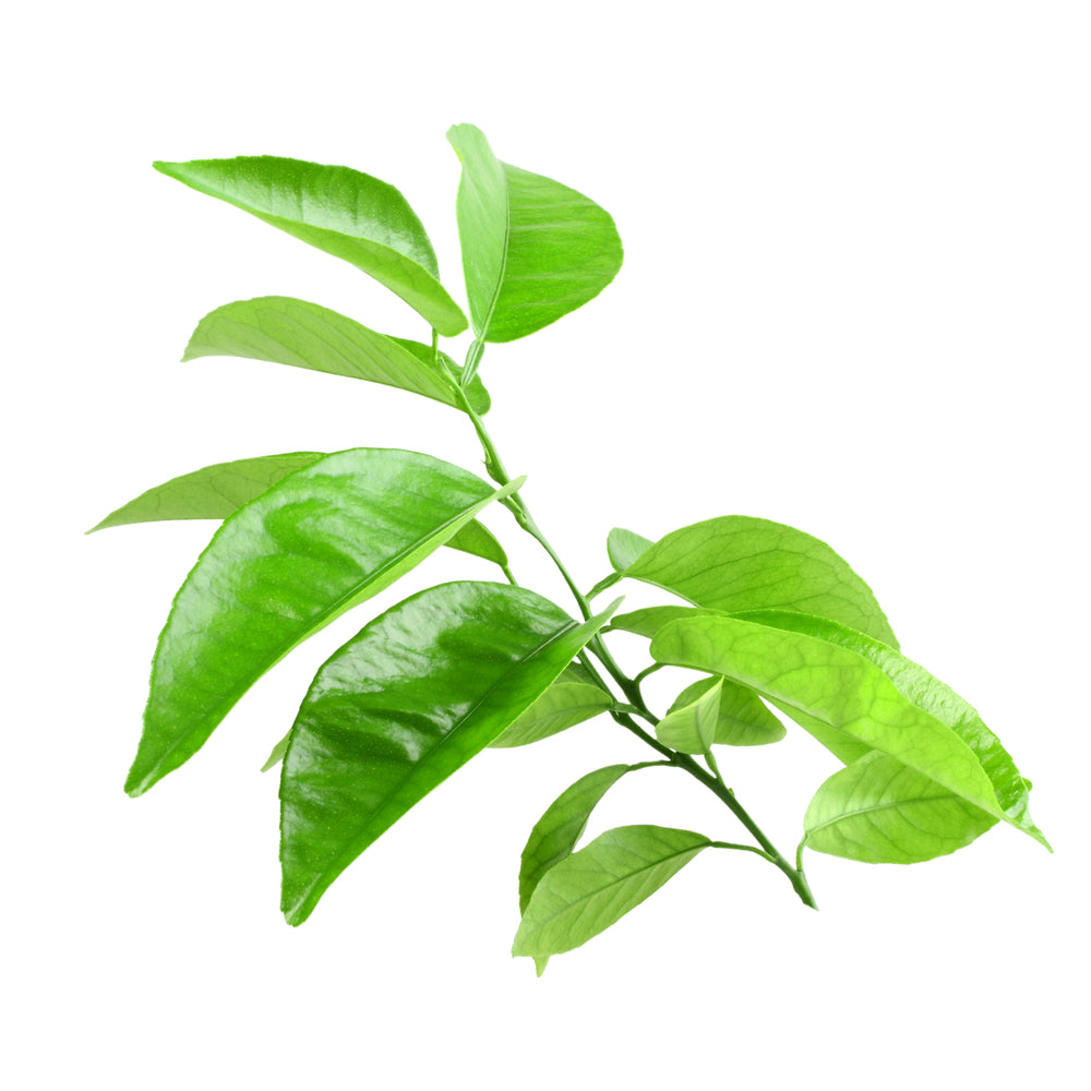 Organic purenaturenz Petitgrain Bigarade essential oil bottle with fresh green leaves and citrus blossoms.