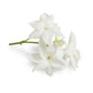 Purenaturenz Jasmine Absolute essential oil in a glass bottle, showcasing a clear liquid with a white floral label.