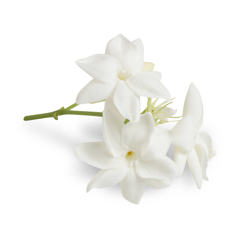 Purenaturenz Jasmine Absolute essential oil in a glass bottle, showcasing a clear liquid with a white floral label.