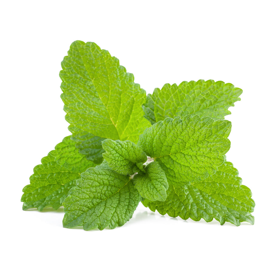 Purenaturenz Melissa lemon balm essential oil in a glass bottle with lemon balm leaves and a wooden dropper for natural aromatherapy.