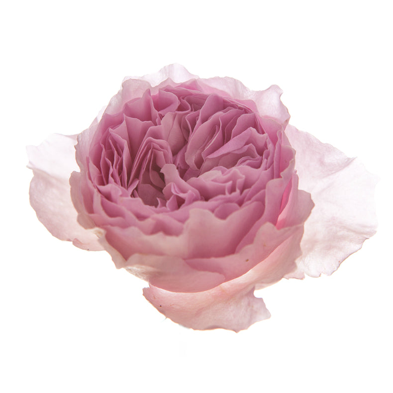 Purenaturenz Rose Centifolia Absolute essential oil in a glass bottle, with fresh pink rose petals and green leaves around it.