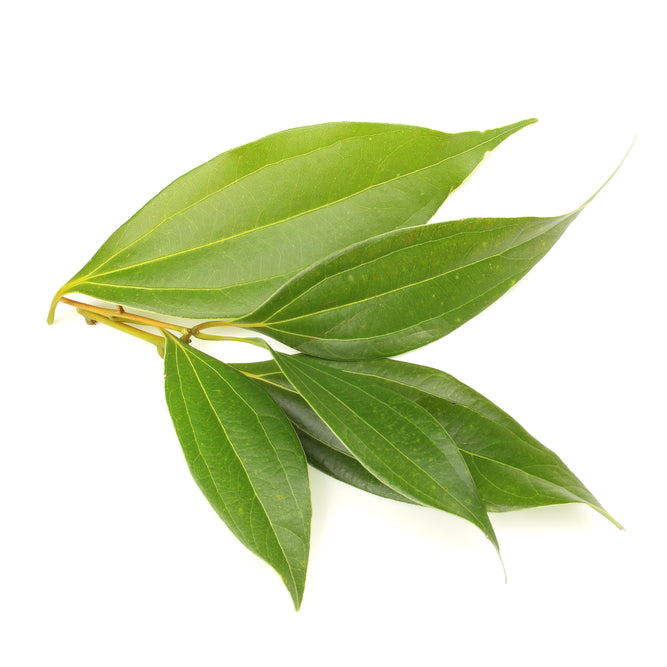 Bottle of purenaturenz cinnamon leaf essential oil with cinnamon leaves and bark in the background, natural and aromatic.