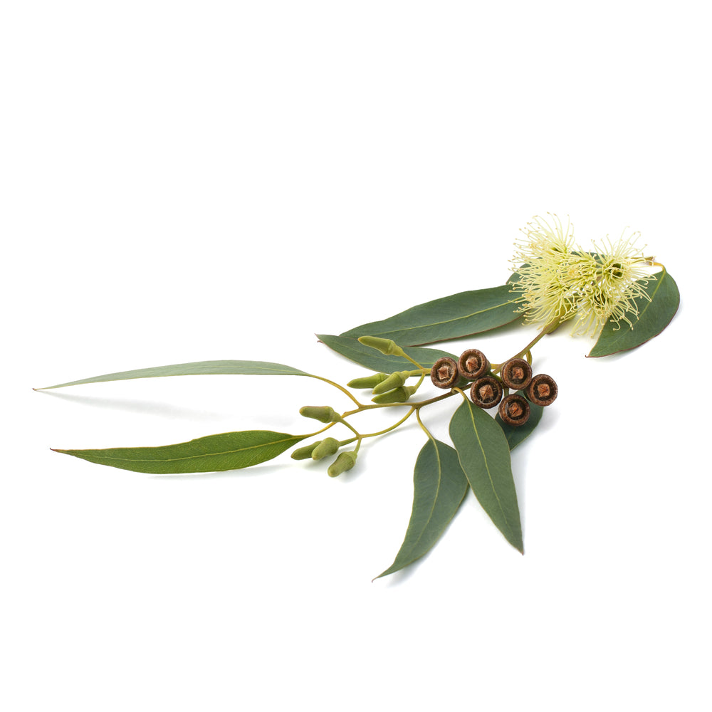 Organic Eucalyptus Radiata essential oil bottle from purenaturenz, with fresh eucalyptus leaves and botanical elements.