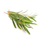 Lemon scented tea tree essential oil in a glass bottle with a dropper, labeled PurEnaturenz, on a white background.