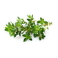 Purenaturenz red thyme essential oil in a glass bottle, showcasing fresh thyme sprigs and the vibrant red label.
