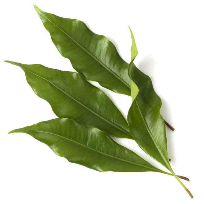 Bottle of purenaturenz Clove Leaf Essential Oil with fresh clove leaves on a wooden surface.