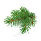 Siberian fir needle essential oil bottle from purenaturenz, showcasing fresh green fir needle plant material on a white background.