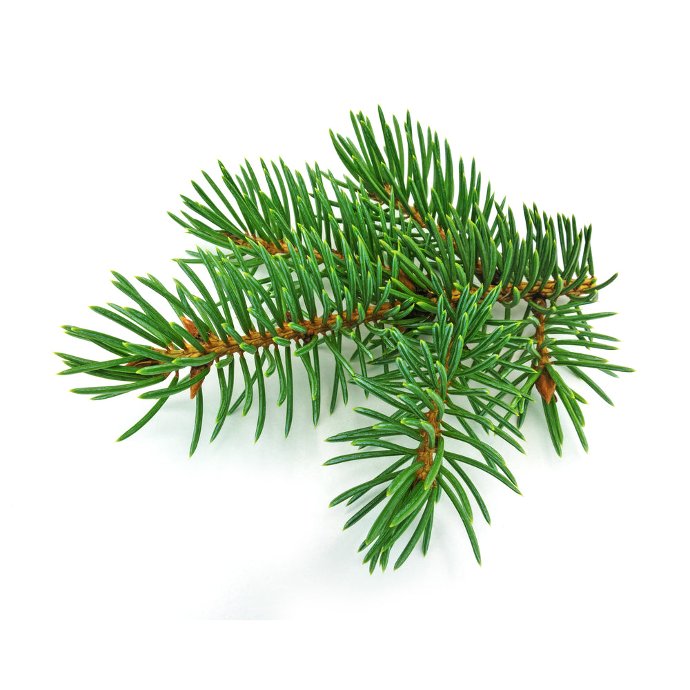 Siberian fir needle essential oil bottle from purenaturenz, showcasing fresh green fir needle plant material on a white background.
