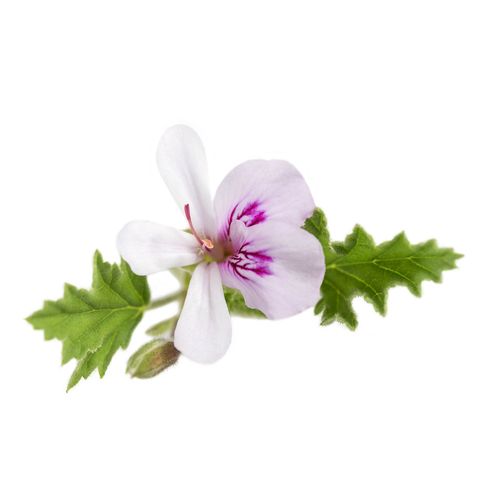 Purenaturenz Rose Geranium essential oil bottle with dropper, cosmetic grade, in a clear glass container on a white background.
