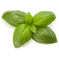 Organic basil essential oil from purenaturenz in a dark glass bottle, with fresh basil leaves beside it