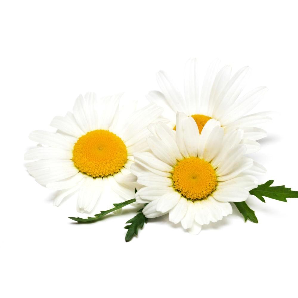 Chamomile, German Essential Oil 3% in Jojoba
