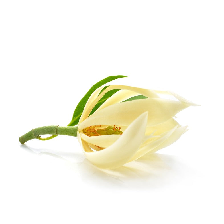 Magnolia Flower - Essential Oil