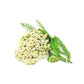 Green Yarrow essential oil bottle by purenaturenz, showcasing the product in a clear glass container with green label and cap.
