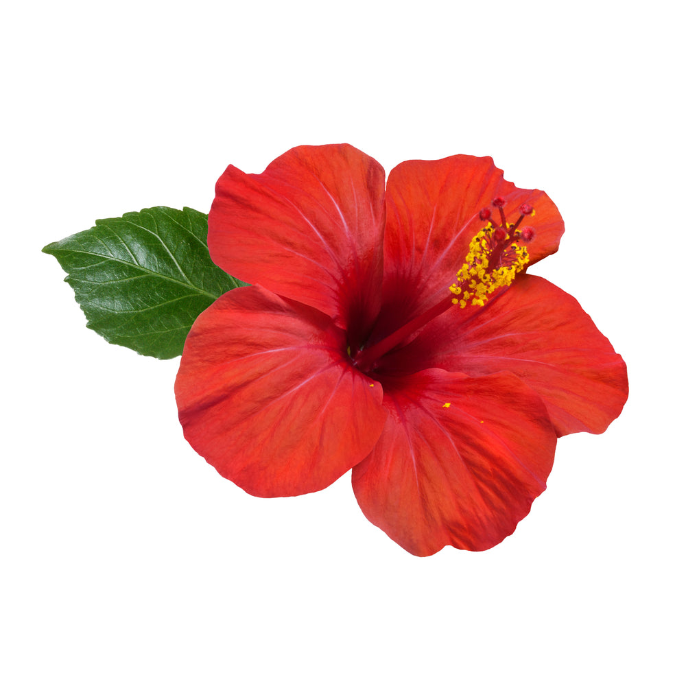 PlantæDerMX® NZ Grown Hibiscus Flower Extract