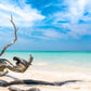 Caribbean Teakwood Fragrance Oil