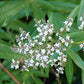 Lemon Verbena Fragrance
