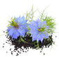 Black Cumin Seed Oil
