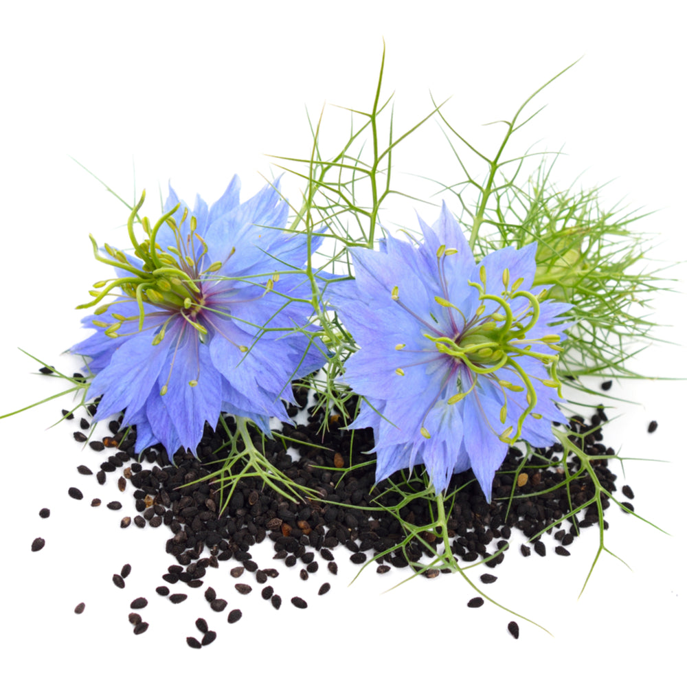 Black Cumin Seed Oil