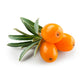 Sea Buckthorn Fruit Oil